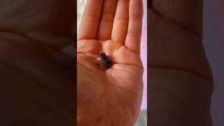 Krafttier-Botschaft des FROSCH  #youtubeshorts #botschaft #krafttier #magicalskillsbycarotarot