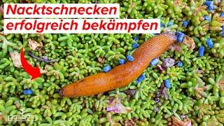 Die beste Schneckenfalle, die es gibt - TOP HAUSMITTEL! - Nacktschnecken erfolgreich bekämpfen!