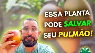 Essa planta pode SALVAR seu PULMÃO!