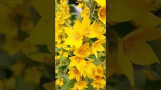 Beautiful sunny flowers  by the road to Herborn Reserve 