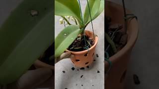 Step by step learn tutorial repotting your own orchid plant with simple techniques #orchid