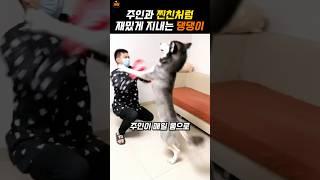 주인과 고딩친구처럼 지내는 댕댕이