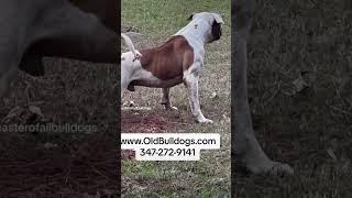 THE MASTER OF ALL BULLDOGS DON’T SELL OR TRAINED DOGS FOR NO ILLEGAL PURPOSE. WE ARE THE BEST DOGMEN