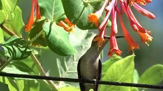 Hummingbird at dropmore scarlet honeysuckle