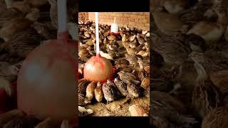 Quail Farming In India #shorts