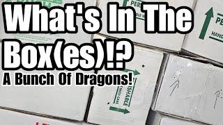 Unboxing NINE New Dragons!