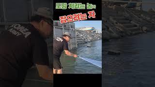 도망 치려는 놈과 잡으려는 자 #shorts #fishing #활어횟감 #투망 #바다투망 #숭어 #취미