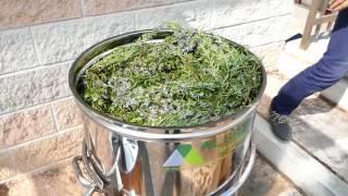 distillazione olio essenziale Rosmarino plus - In Herba