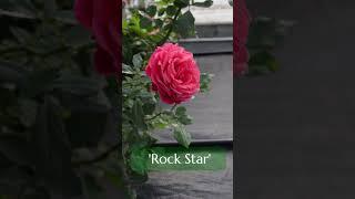 Mini Roses for a Longer Bloom Season  #miniatureroses #gardening #roses #rosegarden