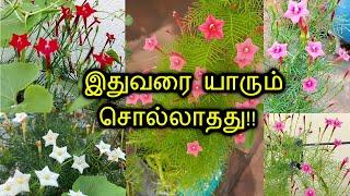 மயில் மாணிக்கம் ஆபத்தான செடியா?? மருத்துவ குணங்கள், பக்கவிளைவுகள் || Mayil Manikkam plant  in Tamil