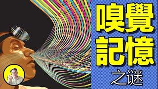 嗅覺記憶是什麼？你有沒有聞到過一瞬間的『童年記憶』？原來，談戀愛也要靠聞，人類被鼻子裡的神秘器官控製一生……｜總裁聊聊