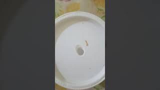 اصغر ميل ورم عرفت اجبها