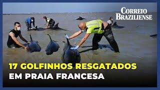 GOLFINHOS ENCALHADOS SÃO RESGATADOS EM PRAIA FRANCESA