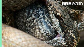 Iguana vs Snakes (Full Clip) | Planet Earth II | BBC Earth