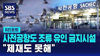 사천공항도 조류 유인 금지시설 '수두룩'…"제재도 못해" / SBS / #D리포트