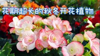 花色丰富的丽格秋海棠/Reiger Begonia 【莎拉养花】