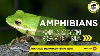 Amphibians of North Carolina - North Carolina Wildlife Federation