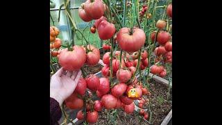 An unique way to plant tomatoes. What do I adding to the ground etc...