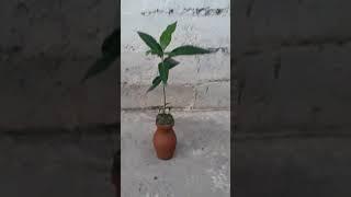 Ghaila with plants...