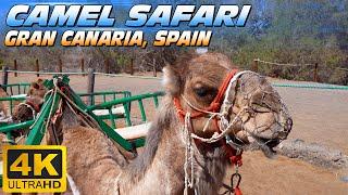 Camel Safari Maspalomas (Gran Canaria - Spain)