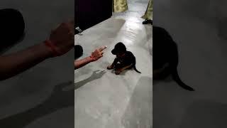 Dog Training || Rottweiler Puppy || Speak(Barking) Command