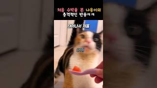 처음 수박을 본 냐옹이의 반응 #동물 #고양이