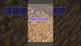 【到底怎麼上去的？】流浪狗爬上金字塔頂端悠哉玩耍XD