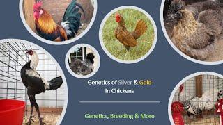 Genetics of Silver & Gold in Chickens | Genetics, Breeding & More