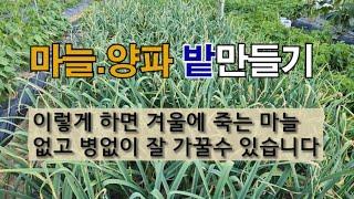 마늘.양파 토양만들기 이렇게 하면 겨울에 죽는 마늘 없고 병 없이 잘 가꿀 수 있습니다.#한지형 마늘 심는 시기.  이 영상은 스마트한 농부의 제품 협찬을 받아 제작 하였습니다.