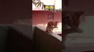 Cat reaction funny moments #viral #shorts #catvideos #cute #catshorts #funnyshorts #cats #cutecat