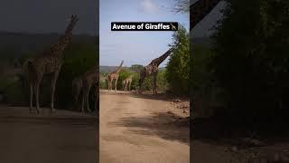 Road full of Giraffes