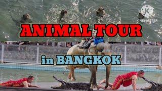 [ANIMAL TOUR in BANGKOK] 태국 방콕 파타야에서 코끼리 체험, 수영하는 원숭이, 악어쇼를 즐겨요!