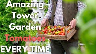 How to grow delicious tomatoes on a Tower Garden