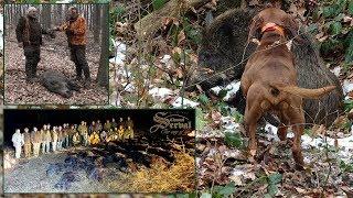 The best wildboar driven hunt in Viroviticka Bilogora- Croatia 2019 - Wildschweindrückjagd