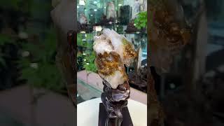 缅甸树化玉，#树化玉 #木化石 #硅化木 #玉石 #远古树木 #化石   #宝石 #地质奇观 #珍贵藏品 #自然瑰宝 #纹理独特 #色彩丰富 #观赏价值  #收藏价值