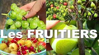 On a planté plus de 500 fruitiers : choix des variétés, les erreurs à éviter, notre organisation.