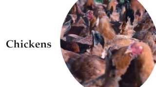 Tara Firma Farms - Chickens in the Rotational Grazing Cycle