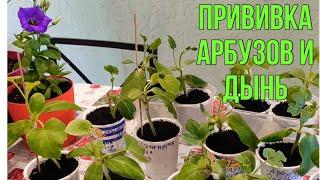 Прививка арбузов и дынь результат через 9 дней
