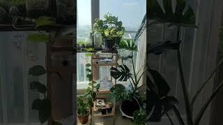 힐링 되는 거실식물들 (9월)~^^