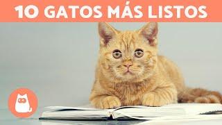 RAZAS de GATOS más INTELIGENTES del mundo  TOP 10