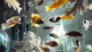 African Cichlids With Natural Light