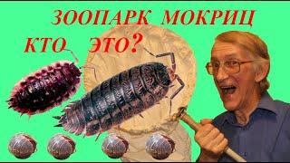 Зоопарк Мокриц. Кто Это? Школа Энтомолога.