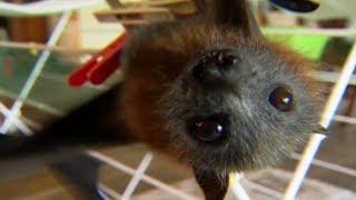 Flying Fox Fairy Tale | Bat Documentary | Natural History Channel