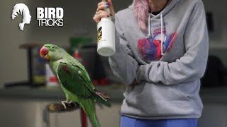 Teaching a Bird to Take a Bath | Alexandrine PROVES This Works!