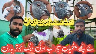 naye kabootar tayar hain || Khokhar pigeons club || haider pigeons club || kabootar online