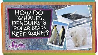 How do Whales, Penguins, and Polar Bears Keep Warm?