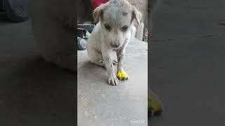 Save Tha Dog Sri Hari Multi Tech#shortsfeed #subscribenow