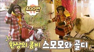 침팬치와 불독 산책 하는거 처음봄? I Is this your first time seeing a chimpanzee and a bulldog walking?