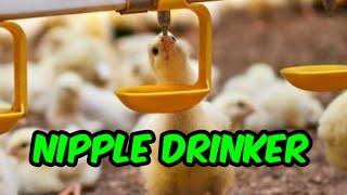 How Chicks drink water from nipples drinkers