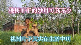 在农村桃树的叶子其价值真高，生活中有几大妙用？解决不少生活烦恼